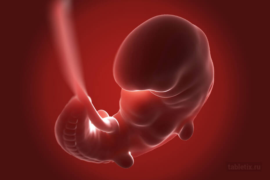 Эмбрион на 5-й неделе беременности