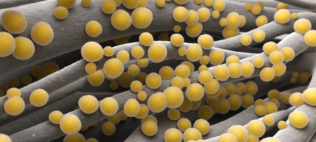 Золотистый стафилококк (Staphylococcus aureus) - основной возбудитель