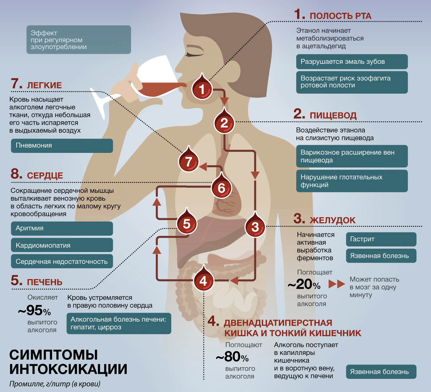 Боли в пищеводе причины. Инфографика по алкоголю. Инфографика влияние на организм.
