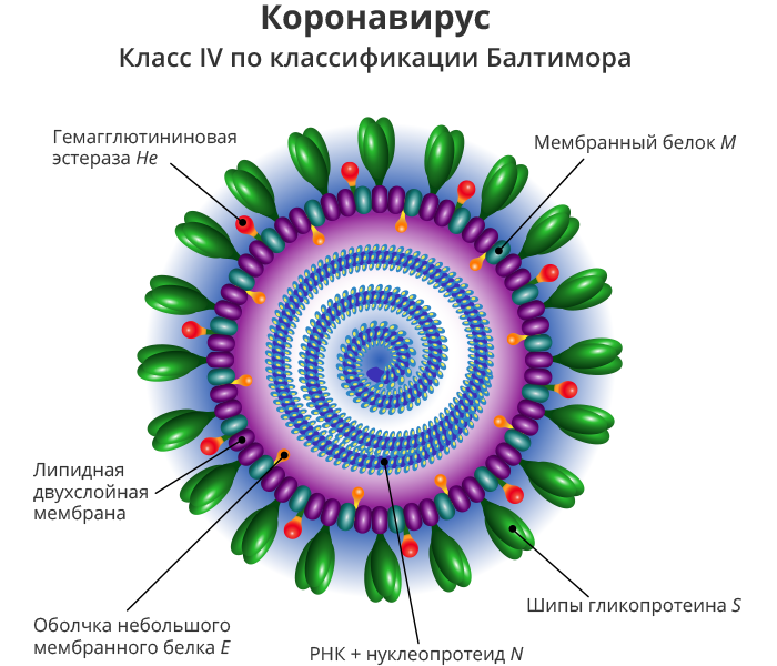 Строение коронавируса