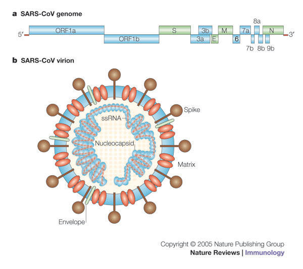 Геном коронавируса SARS-CoV