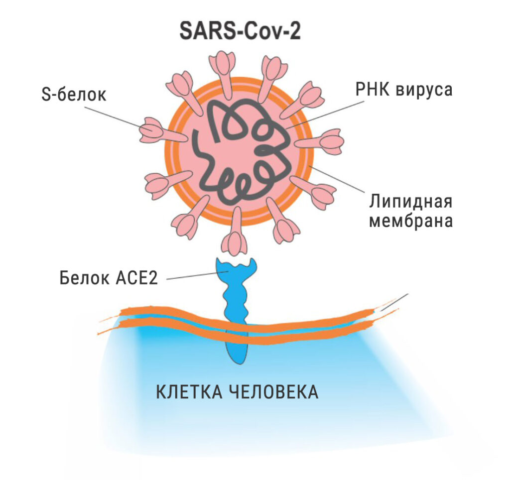 Процесс проникновения вируса в клетку